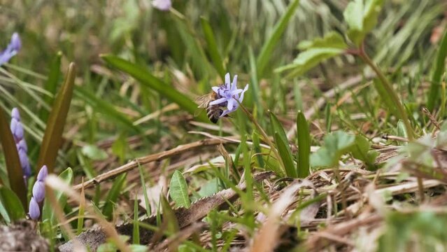 Squill or wood squill blue flowers pollinated by honey bee. Scilla bifolia, the alpine squill or two-leaf squill on the meadow. The first spring flowers in the forest
