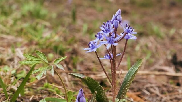 Squill or wood squill blue flowers on the spring meadow close up. Scilla bifolia, the alpine squill or two-leaf squill. The first spring flowers in the forest