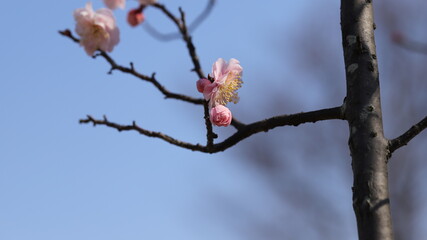Blossom