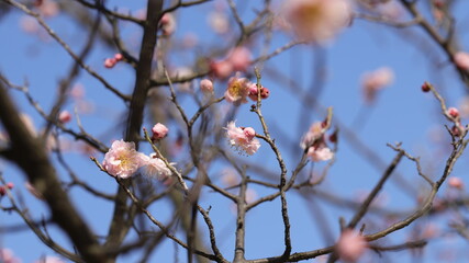 Blossom