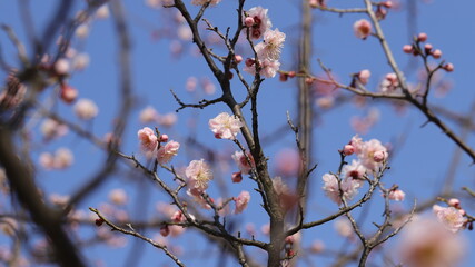 Blossom
