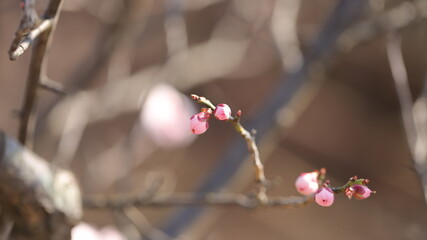 Blossom