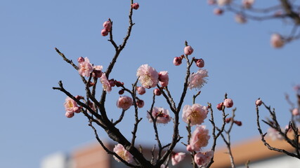 Blossom