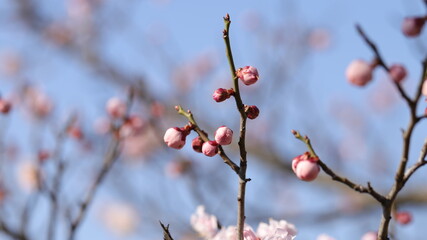 Blossom