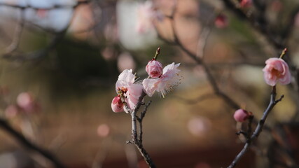 Blossom