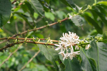 detail shot of the arabica coffee tree (Coffea arabica) flowering branches. located in the Colombian coffee region near the city of Pereira.