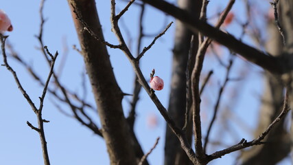 Blossom