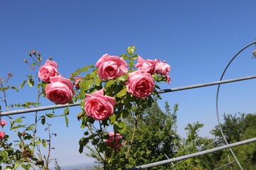coltivazione delle rose