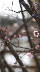 Blossom