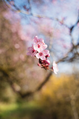 pink cherry blossom in the spring