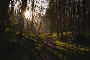 morning sun rays in the forest