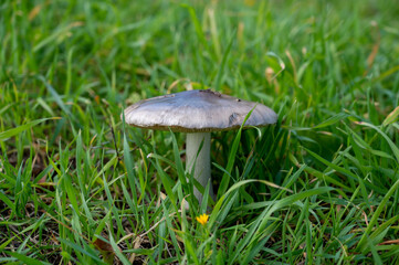 A lone porcini mushroom in tall grass in the forest. Mushroom picking season.