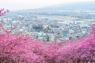 桜の見える景色
