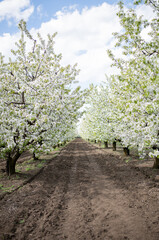 Branches of blossoming cherry blossom macro with soft focus on gentle light blue sky background in sunlight with copy space. Beautiful floral image of spring nature view.
