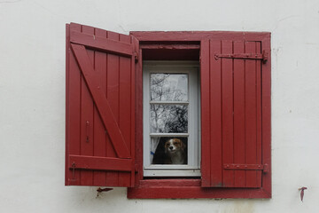 Chien qui regarde à la fenêtre d'une maison aux volets rouges