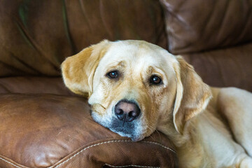 Yellow Lab on Couch