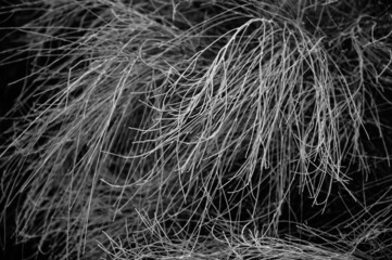 Australian pine tree Casuarina equisetifolia needles closeup.