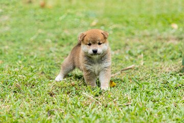 Shiba Inu puppy playing in the grass. Happy puppy Shiba Inu playing in the park.