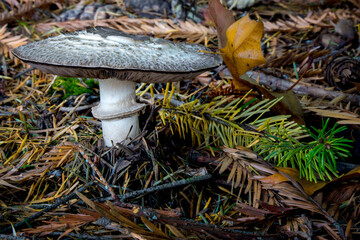 Mushroom in the Park