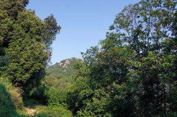 Forest path in Costa verde mountain. Corsica island