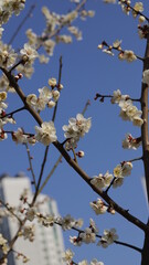 Blossom