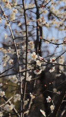 Blossom