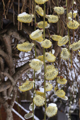Dangling flowering branches of an ornamental willow covered in late spring snow