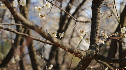 Blossom