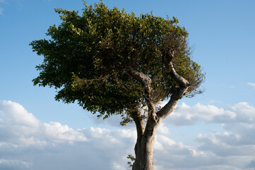 Lonely tree among green fields, blue sky and white clouds in the background.