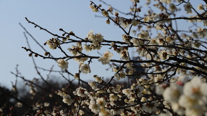 Blossom