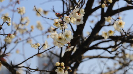 Blossom
