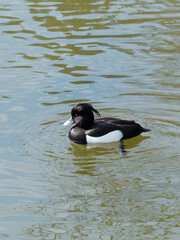  (Aythya fuligula)  Reiherente. Männlich im Prachtkleid schwarz mit auffallend weißen Flanken. Langen Schopf am Hinterkopf. Gelbe Augen, Grau-weiß Schnabel
