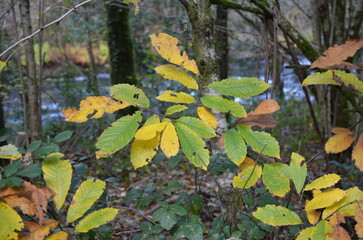 hojas de castaño
