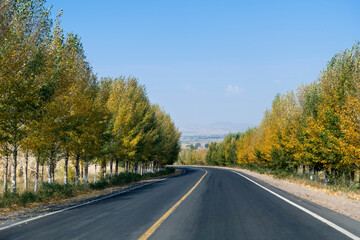 Curved asphalt road surrounded with trees on a sunny day