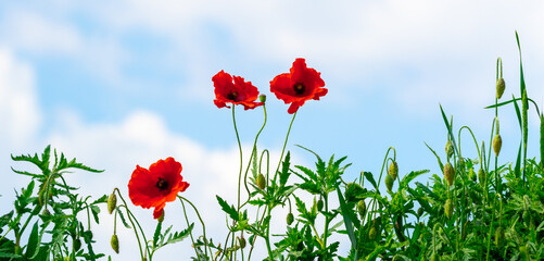 Red poppy on a background of blue sky with white clouds, wildflowers