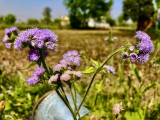 Obraz premium lavender flowers in the field