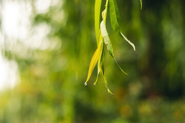 Wet willow branch with green leaves in the rain