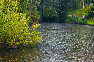 Summer rain near the pond, lake and trees on the shore