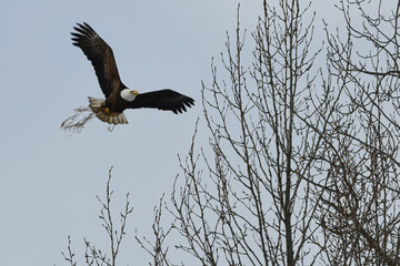 An American bald eagle, Haliaeetus leucocephalus,  brings material to his mate for building this year's nest.