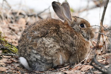 Small brown rabbit in the woods.