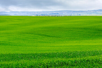 Spring or summer field with green grass, summer landscape