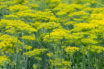 Obraz premium Umbrellas of dill in the garden. Growing dill in the garden
