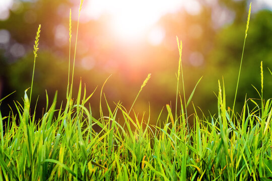 Fresh green grass on a background of trees at sunset