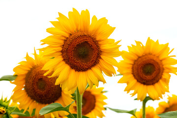 Yellow sunflowers close up on a white isolated background