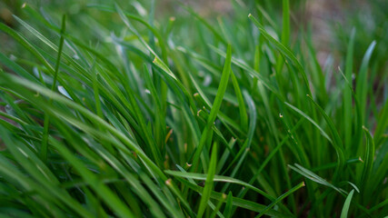 Relva Natureza