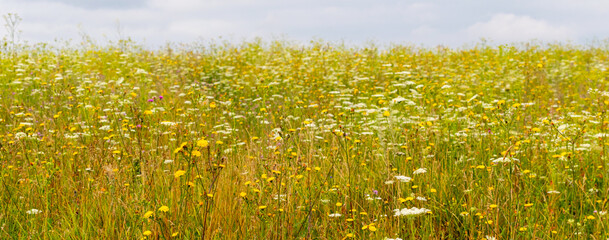 Wide field with thickets of wild grasses and flowers