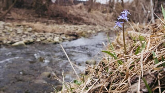 Squill or wood squill blue flowers on the river bank close up. Scilla bifolia, the alpine squill or two-leaf squill. The first spring flowers in the forest