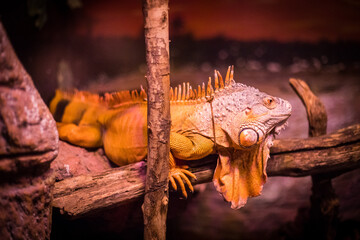 Impressive lizard black spiny-tailed iguana