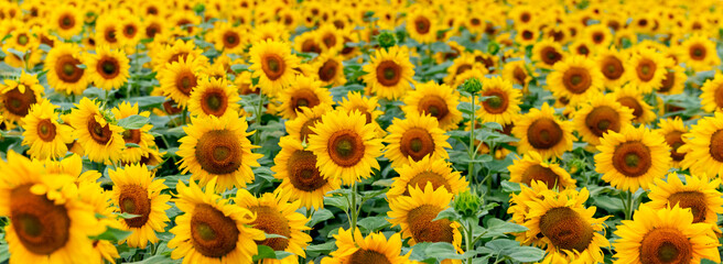 Wide field with yellow sunflowers. Growing sunflowers