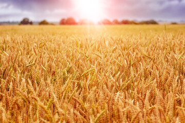 Wheat field with yellow ripe spikelets at sunrise